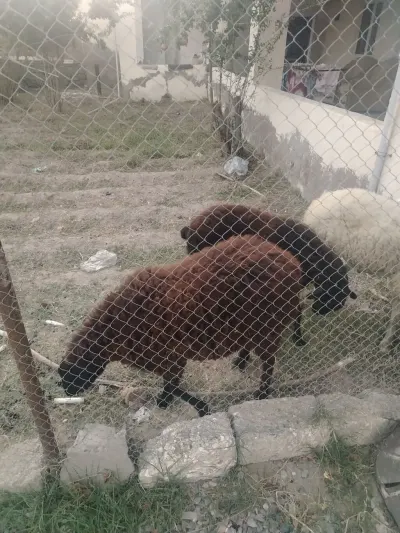 Balalı qoyun — Heyvanlar, Quşlar, Balıqlar, Bakı — şəkil 4