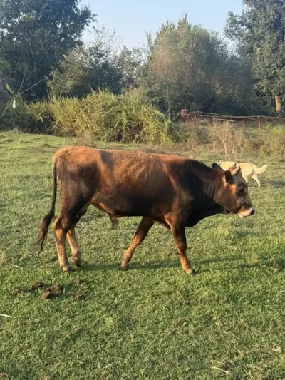 DANA — Heyvanlar, Quşlar, Balıqlar, Masallı