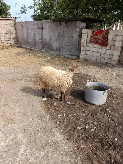 QUZU — Heyvanlar, Quşlar, Balıqlar, İmişli