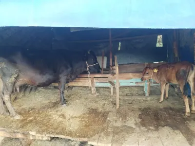BALALI İNƏK — Heyvanlar, Quşlar, Balıqlar, Astara — şəkil 6