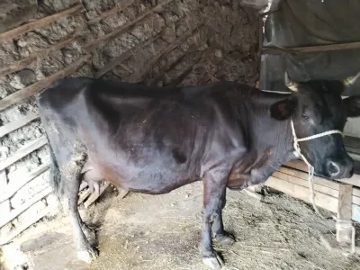 BALALI İNƏK — Heyvanlar, Quşlar, Balıqlar, Astara