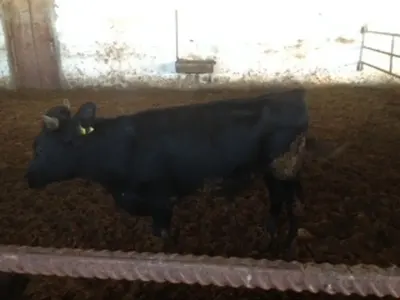 MAL ƏTİ — Heyvanlar, Quşlar, Balıqlar, Bakı — şəkil 6
