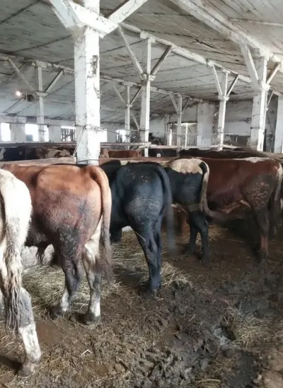MAL ƏTİ — Heyvanlar, Quşlar, Balıqlar, Bakı