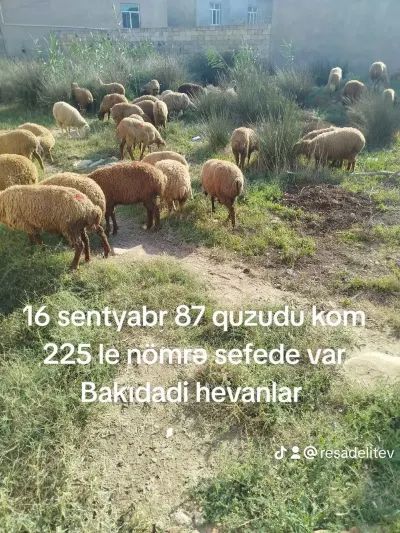 QUZULAR — Heyvanlar, Quşlar, Balıqlar, Bakı