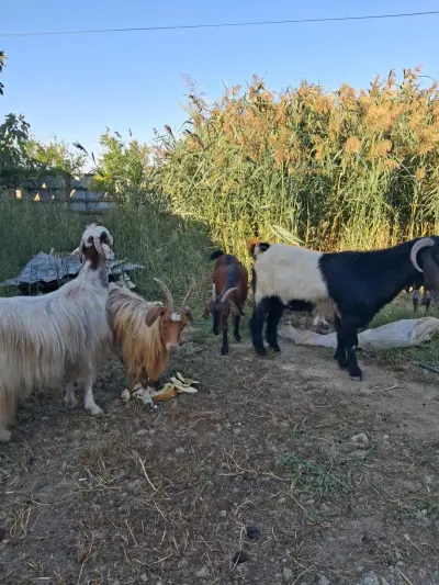 KEÇİ — Heyvanlar, Quşlar, Balıqlar, Bakı