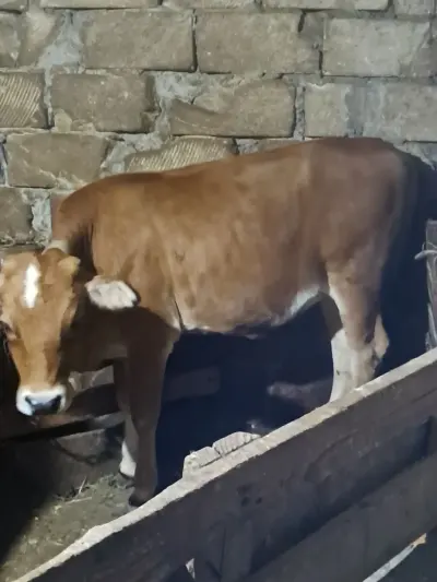 DANA — Heyvanlar, Quşlar, Balıqlar, Xırdalan