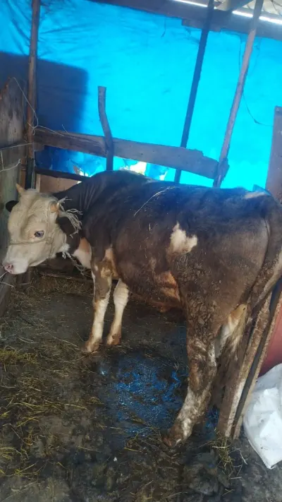 DANA — Heyvanlar, Quşlar, Balıqlar, Xaçmaz