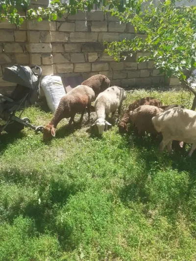 QOYUNLAR — Heyvanlar, Quşlar, Balıqlar, Bakı — şəkil 3