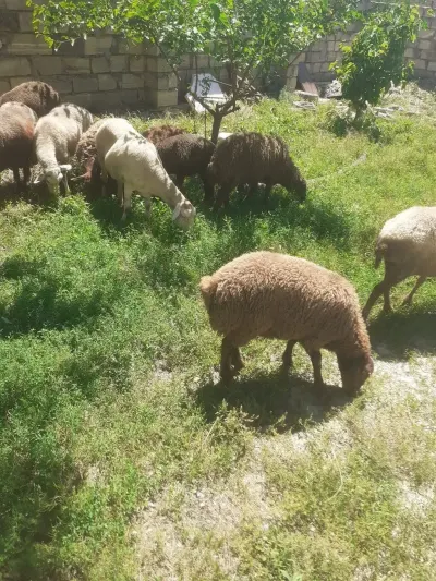 QOYUNLAR — Heyvanlar, Quşlar, Balıqlar, Bakı