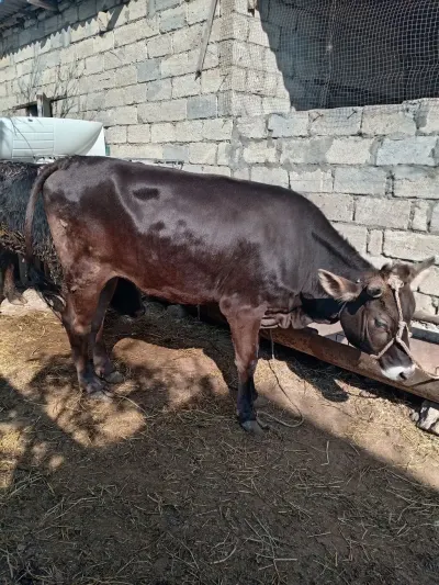 DANA — Heyvanlar, Quşlar, Balıqlar, Xırdalan