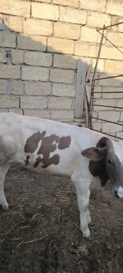 DANA — Heyvanlar, Quşlar, Balıqlar, Bakı — şəkil 2