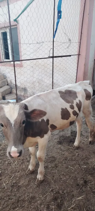 DANA — Heyvanlar, Quşlar, Balıqlar, Bakı