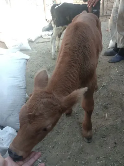 buzovlar — Heyvanlar, Quşlar, Balıqlar, Bakı — şəkil 3