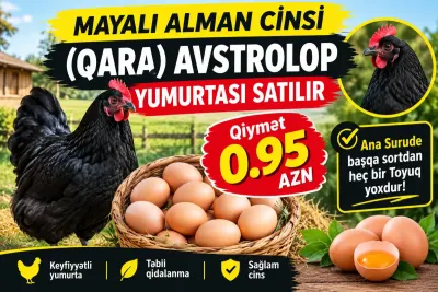 YUMURTA — Heyvanlar, Quşlar, Balıqlar, Masallı