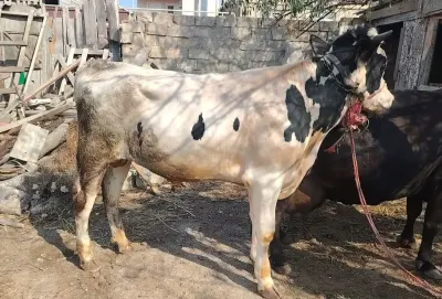 İNƏK — Heyvanlar, Quşlar, Balıqlar, Xırdalan — şəkil 2