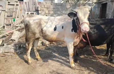 İNƏK — Heyvanlar, Quşlar, Balıqlar, Xırdalan