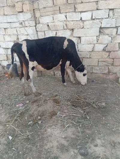 İNƏK — Heyvanlar, Quşlar, Balıqlar, Xırdalan