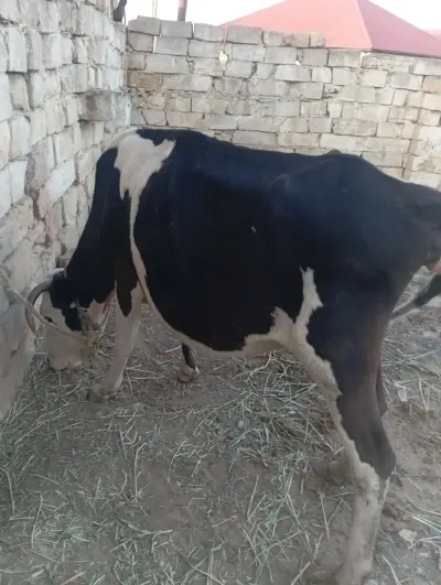 İNƏK — Heyvanlar, Quşlar, Balıqlar, Xırdalan — şəkil 2
