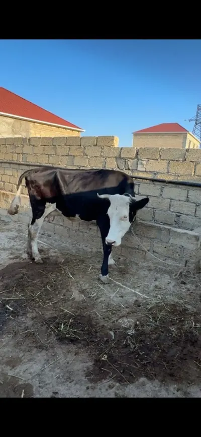 İNƏK — Heyvanlar, Quşlar, Balıqlar, Sumqayıt