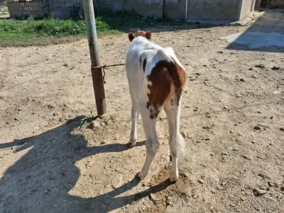 BUZOV — Heyvanlar, Quşlar, Balıqlar, Xırdalan — şəkil 3