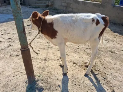 BUZOV — Heyvanlar, Quşlar, Balıqlar, Xırdalan — şəkil 2