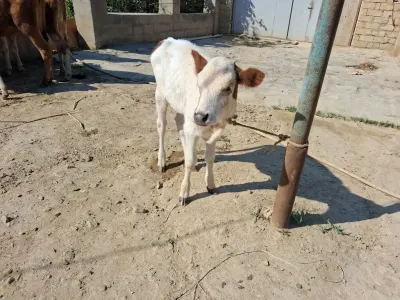 BUZOV — Heyvanlar, Quşlar, Balıqlar, Xırdalan