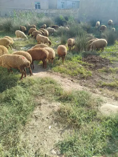 QOYUNLAR — Heyvanlar, Quşlar, Balıqlar, Bakı