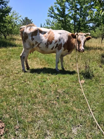 İnək — Heyvanlar, Quşlar, Balıqlar, Oğuz