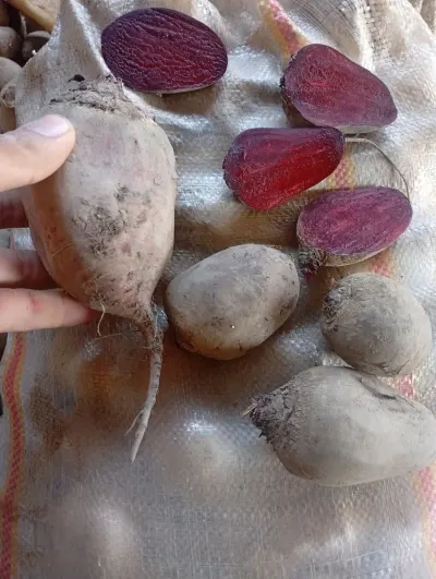 çuğundur — Tərəvəzlər və Göyərtilər, Bakı