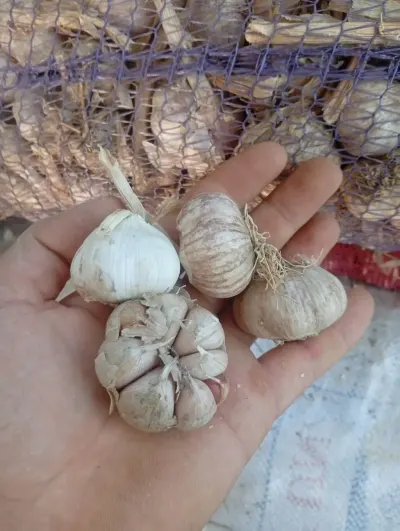 SARIMSAQ — Tərəvəzlər və Göyərtilər, Bakı