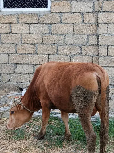 DÜYƏ — Heyvanlar, Quşlar, Balıqlar, Xaçmaz