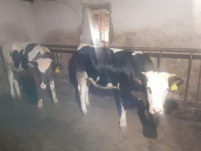 Düyə — Heyvanlar, Quşlar, Balıqlar, Bakı