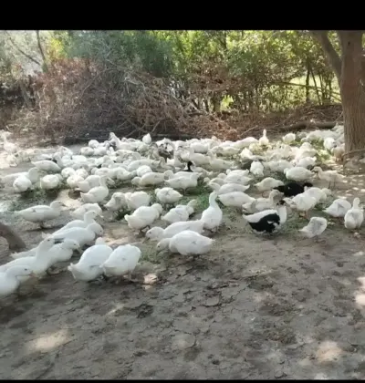 Ördəklər — Heyvanlar, Quşlar, Balıqlar, Ağcabədi