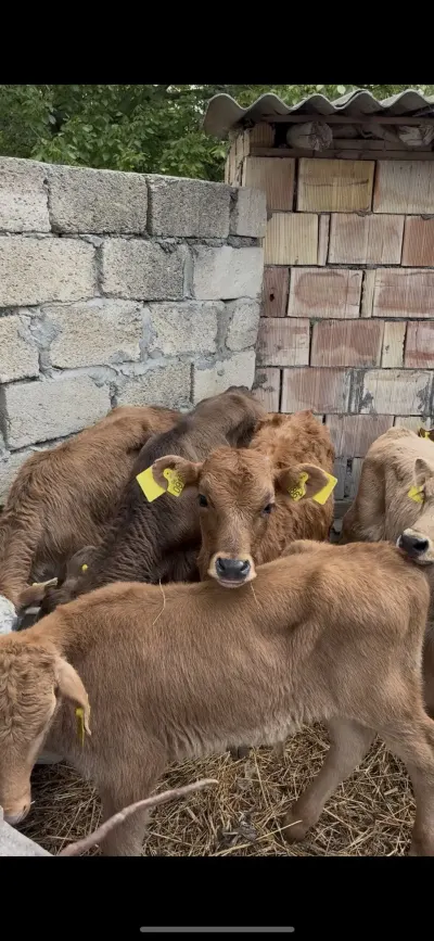 buzovlar — Heyvanlar, Quşlar, Balıqlar, Şəki — şəkil 3