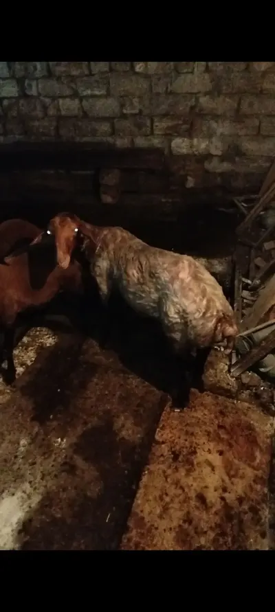 Qoç — Heyvanlar, Quşlar, Balıqlar, Bakı