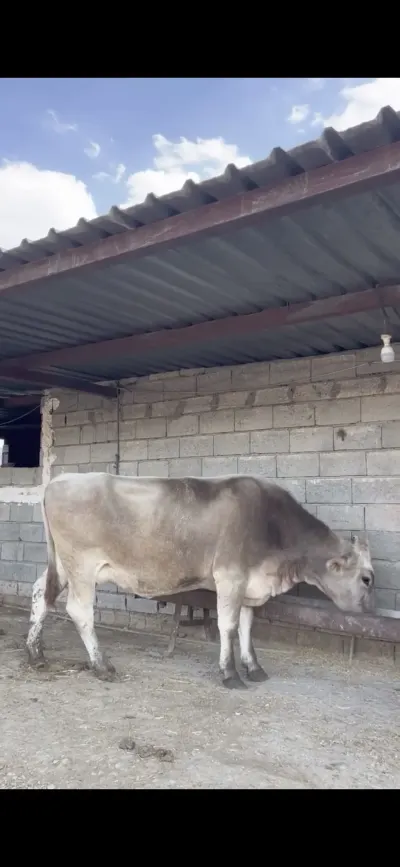 İnək — Heyvanlar, Quşlar, Balıqlar, Bakı