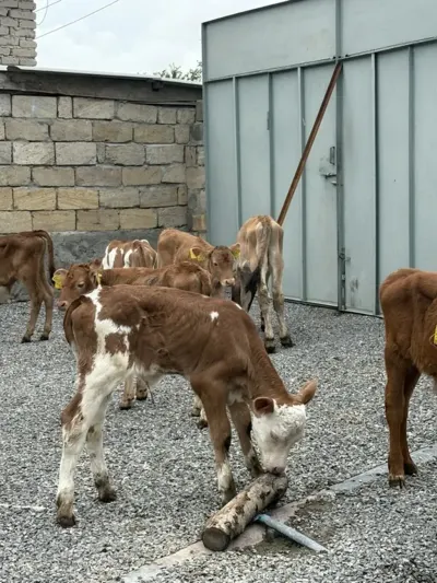buzovlar — Heyvanlar, Quşlar, Balıqlar, Şəki — şəkil 3
