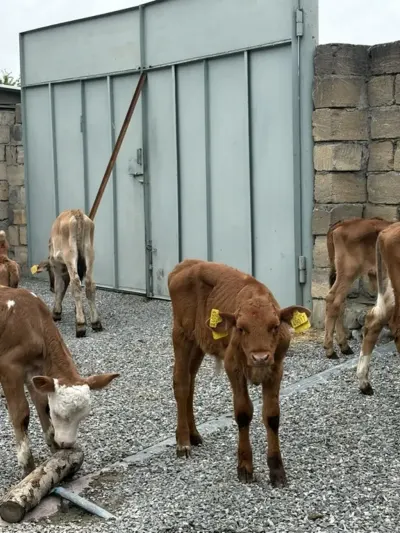 buzovlar — Heyvanlar, Quşlar, Balıqlar, Şəki — şəkil 2