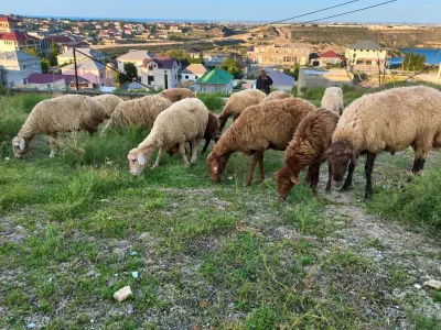 Qoyunlar — Heyvanlar, Quşlar, Balıqlar, Bakı