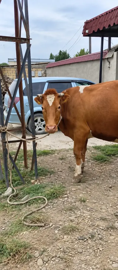 İnək — Heyvanlar, Quşlar, Balıqlar, Xaçmaz — şəkil 2