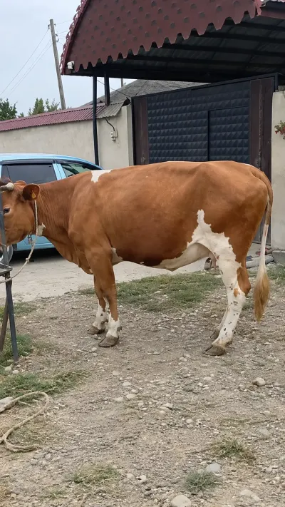 İnək — Heyvanlar, Quşlar, Balıqlar, Xaçmaz