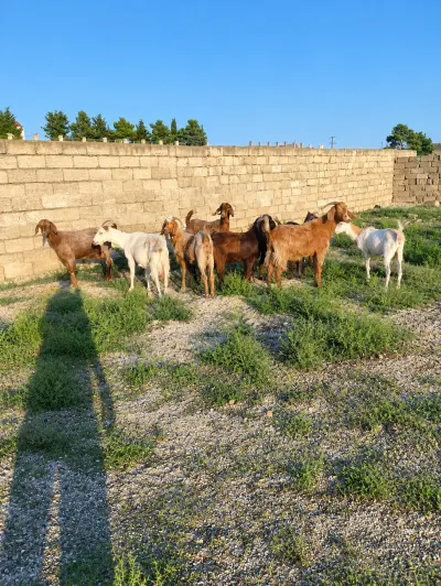 Keçilər — Heyvanlar, Quşlar, Balıqlar, Bakı