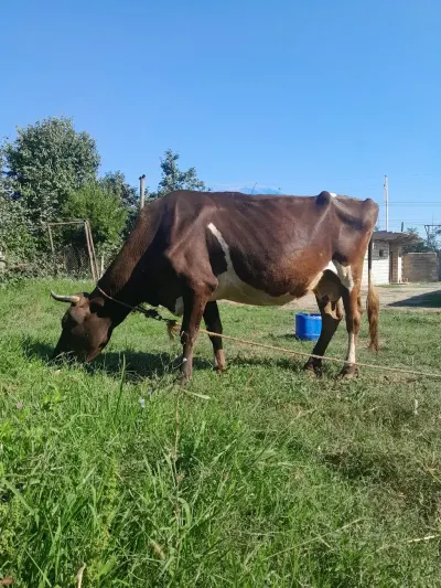 İnək — Heyvanlar, Quşlar, Balıqlar, Quba