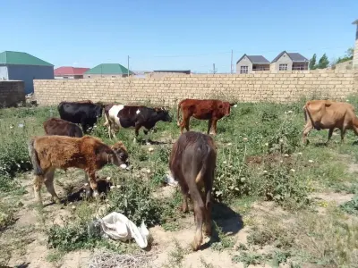 Danalar — Heyvanlar, Quşlar, Balıqlar, Xırdalan — şəkil 3