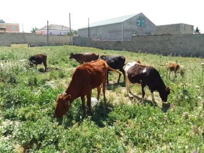 Danalar — Heyvanlar, Quşlar, Balıqlar, Xırdalan