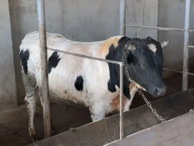 Danalar — Heyvanlar, Quşlar, Balıqlar, Xırdalan — şəkil 4