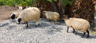Quzular — Heyvanlar, Quşlar, Balıqlar, Quba