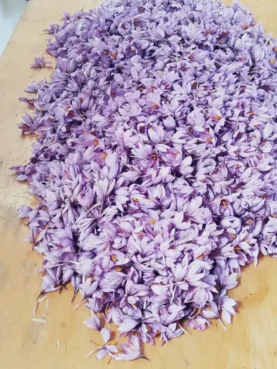Zəfəran — Dənlilər, Otlar Yemlər,  Bitkilər, Bakı — şəkil 3