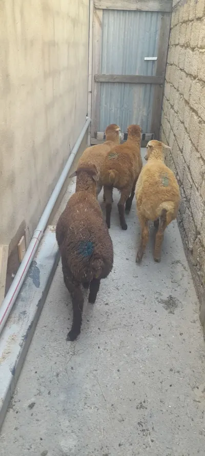 Quzu — Heyvanlar, Quşlar, Balıqlar, Bakı