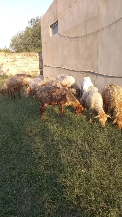 Qoyunlar — Heyvanlar, Quşlar, Balıqlar, Bakı